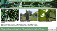 Pflanzenhalter Staudenhalter Blumenstütze – Flexibel, Stabil & Wetterfest – Einfache Montage, Kompakt und Unauffällig, Robuste Stützen für Große Pflanzen