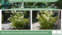Pflanzenhalter Staudenhalter Blumenstütze – Flexibel, Stabil & Wetterfest – Einfache Montage, Kompakt und Unauffällig, Robuste Stützen für Große Pflanzen
